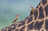 Red-billed Oxpecker